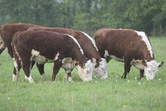 Grazende Hereford runderen