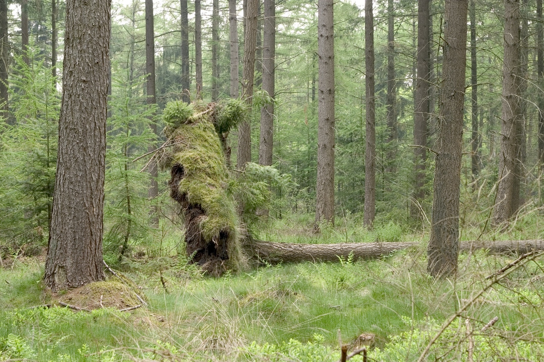 Omgevallen boom in het bos